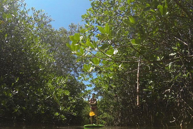 Paddleboard Cenote Tour - Value and practical expectations (no surprises, just clear benefits)