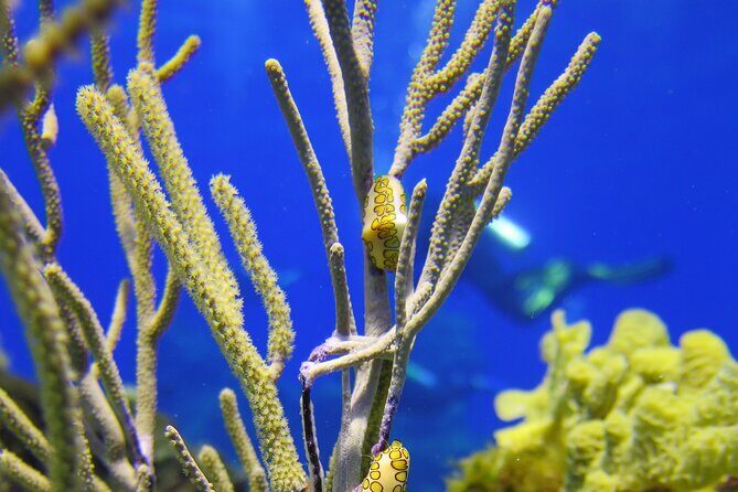 PADI Open Water Diver Course in the Riviera Maya - Your 3–4 day flow: from digital theory to pool practice