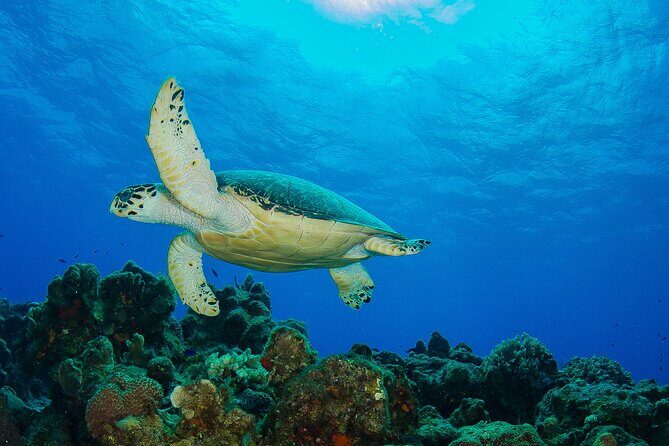 PADI Open Water Diver Course in the Riviera Maya - How the reef sessions support your skills (not just your bucket list)