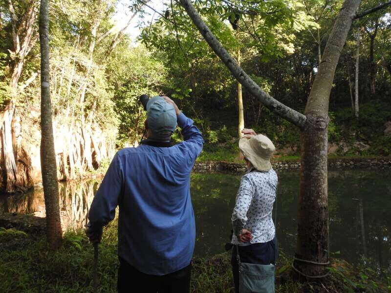 Playa del Carmen: Guided Birdwatching Hike - Key things I’d bookmark before you go