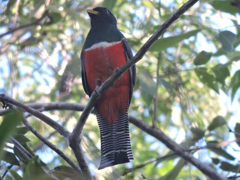 Playa del Carmen: Guided Birdwatching Hike - What to wear and bring so the heat doesn’t ruin your birding