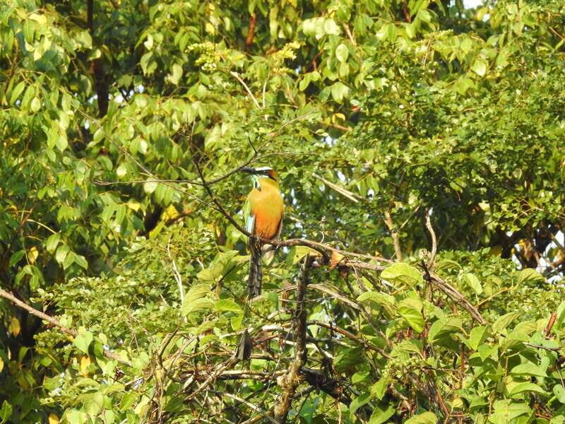 Playa del Carmen: Guided Birdwatching Hike - The real reason this tour works: birds do better before midday