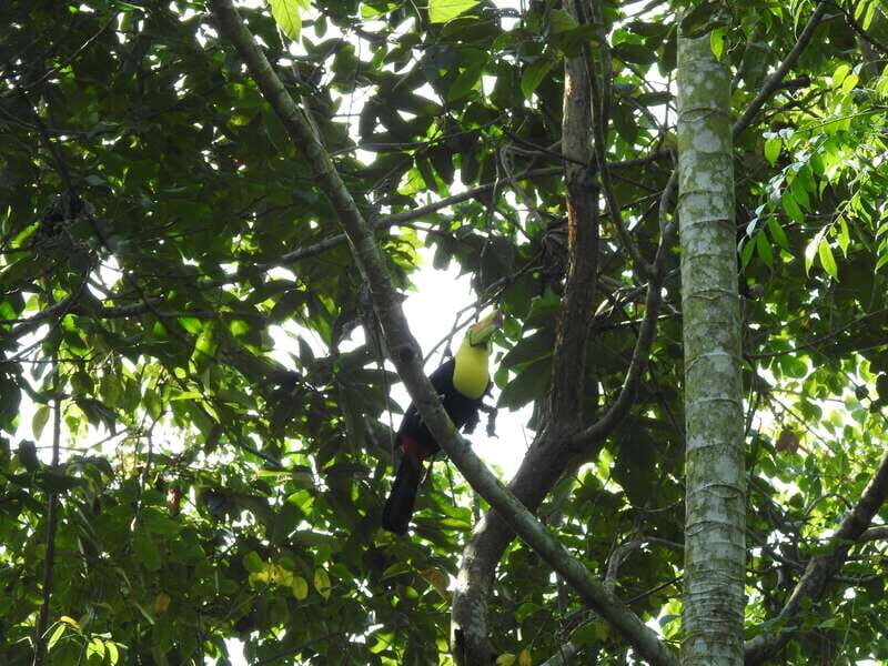 Playa del Carmen: Guided Birdwatching Hike - Wildlife viewing time: 3 hours that’s long enough to get good at it
