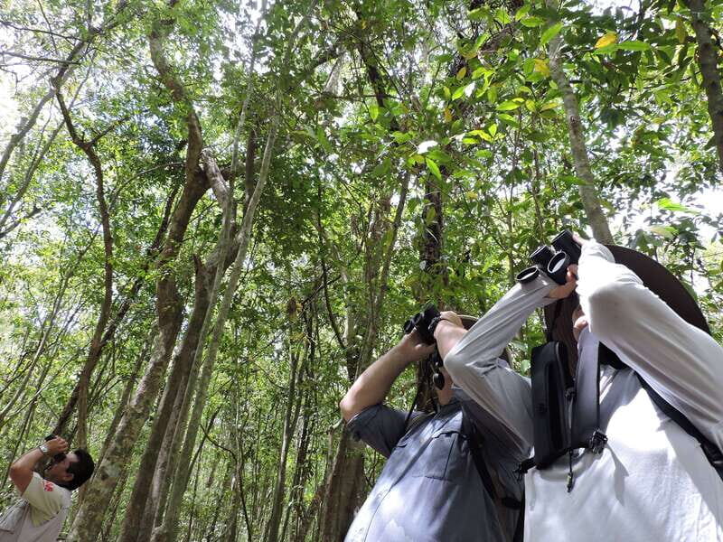 Playa del Carmen: Guided Birdwatching Hike - What you’re actually looking for: migratory plus local birds