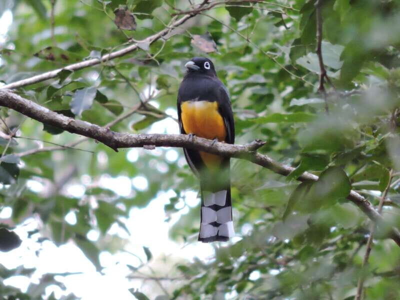 Playa del Carmen: Guided Birdwatching Hike - Coffee, fruits, snacks, and drinks: the comfort break that keeps the mood right