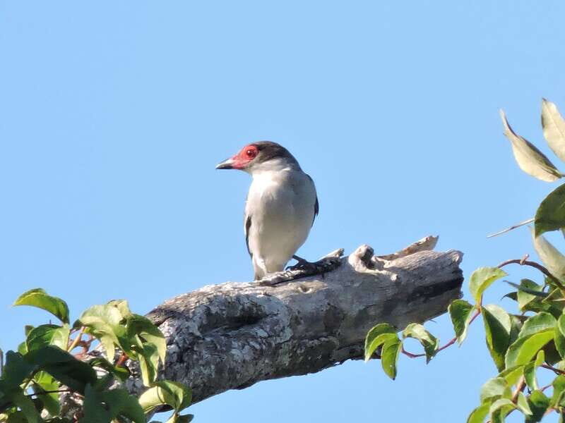 Playa del Carmen: Guided Birdwatching Hike - Transportation and timing: built for an easy start in Playa del Carmen