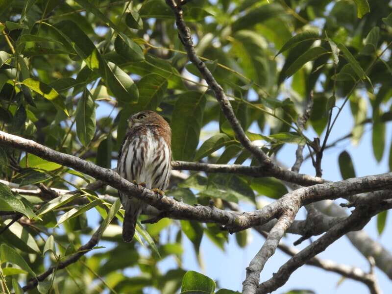 Playa del Carmen: Guided Birdwatching Hike - Entering the Ruta de Los Cenotes trail (and why the path matters)