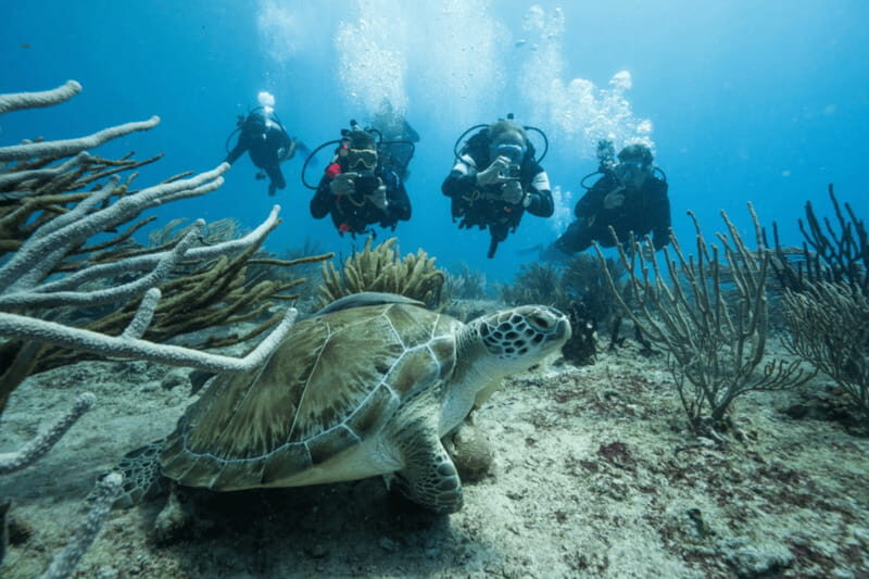 Playa del Carmen: Guided Reef Diving for Certified Divers - Key strengths from this small-group reef scuba setup