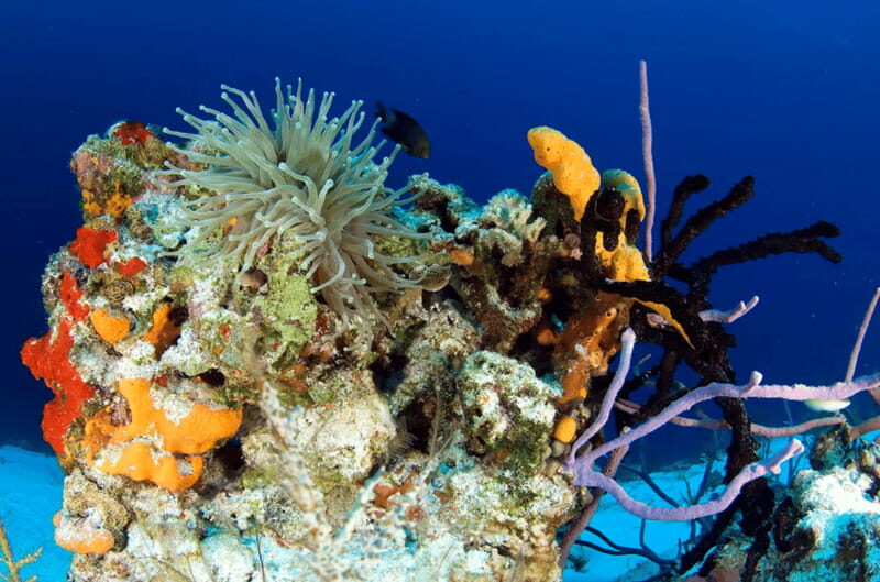 Playa del Carmen: Guided Reef Diving for Certified Divers - Key Points to Know Before You Go
