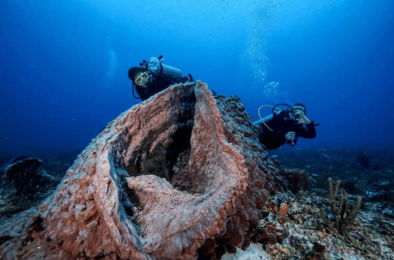 Playa del Carmen: Guided Reef Diving for Certified Divers - The 8-hour flow: gear setup, safety briefing, and site matching