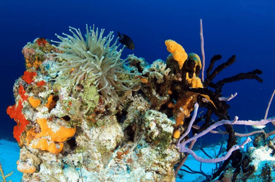 Playa del Carmen: Guided Reef Diving for Certified Divers - Price value: what $142 buys you and why it’s not just equipment