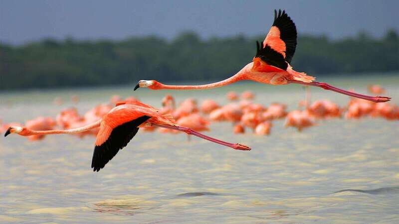 Playa del Carmen: Rio Lagartos and Las Coloradas Tour - The Mayan bath in mud and freshwater: the part you should plan for