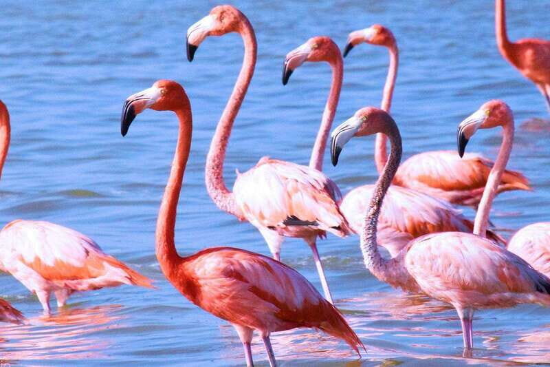 Playa del Carmen: Rio Lagartos and Las Coloradas Tour - Salt process and the pink ponds: learning that makes photos better