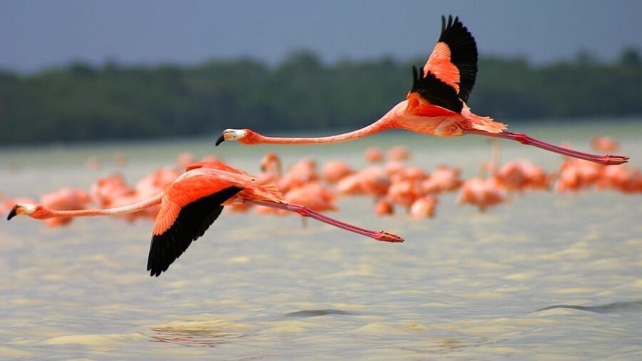 Playa del Carmen: Rio Lagartos and Las Coloradas Tour - What to pack so the day feels easy