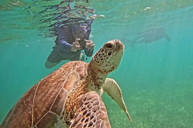 Playa del Carmen Tour Akumal Swimming With Turtles And Lagoon Yal Ku - Key Highlights You’ll Actually Care About