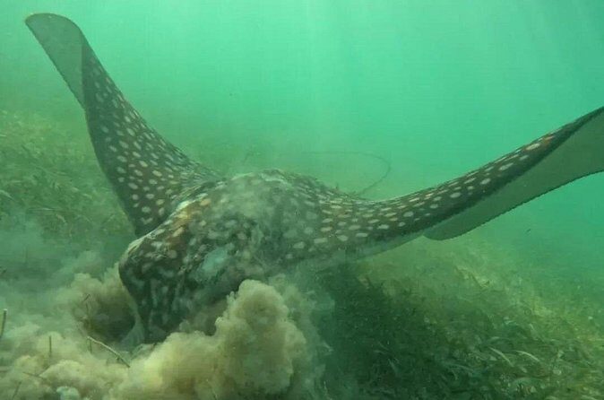 Playa del Carmen Tour Akumal Swimming With Turtles And Lagoon Yal Ku - Price and Value: Why $195.93 Can Make Sense for 4 Hours