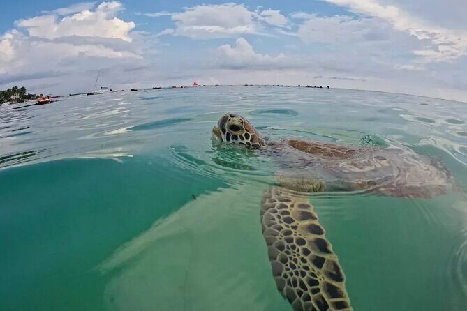 Playa del Carmen Tour Akumal Swimming With Turtles And Lagoon Yal Ku - Henry Tours Mx: The Guide Factor That Really Matters