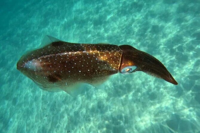 Playa del Carmen Tour Akumal Swimming With Turtles And Lagoon Yal Ku - Who This Tour Fits Best (And Who Should Skip It)
