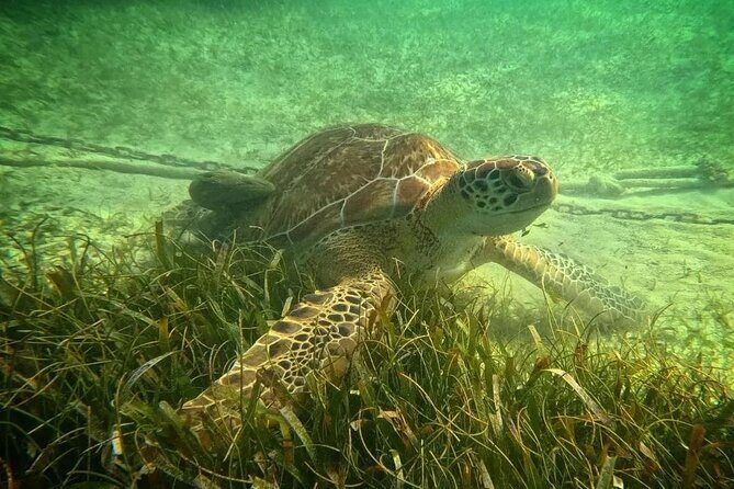 Playa del Carmen Tour Akumal Swimming With Turtles And Lagoon Yal Ku - Should You Book This Akumal Turtles and Yal-Kú Lagoon Tour?