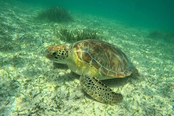 Playa del Carmen Tour Akumal Swimming With Turtles And Lagoon Yal Ku - Yal-Kú Lagoon: Fresh Meets Salt in a Jungle Cove