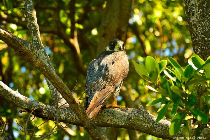 Private Birdwatching Tour in Sian Ka'an Muyil - Should you book this private birdwatching tour in Sian Ka’an Muyil?
