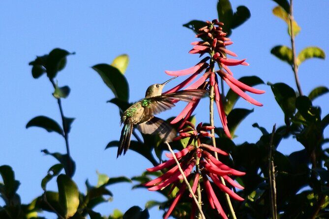 Private Birdwatching Tour in Sian Ka'an Muyil - Muyil Archaeological Site: history without losing the birdwatching