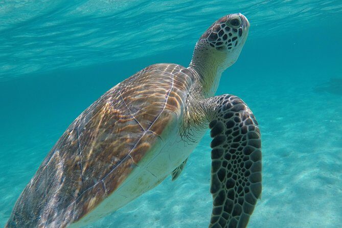 Private Experience: Akumal sea turtles encounter and Yal-kú lagoon colorfull fish snorkel. - Tips that make your snorkel better (especially if it’s your first time)