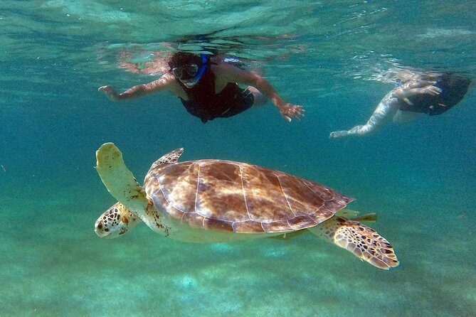 Private Experience: Akumal sea turtles encounter and Yal-kú lagoon colorfull fish snorkel. - Weather and timing reality check