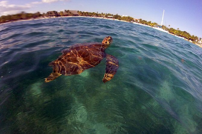 Private Experience: Akumal sea turtles encounter and Yal-kú lagoon colorfull fish snorkel. - Value: does this private combo make sense?
