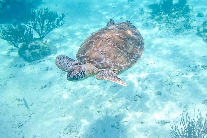 Private Half-day Luxury Experience with Turtles & Majestic Cenote - Key Highlights Worth Marking on Your Map