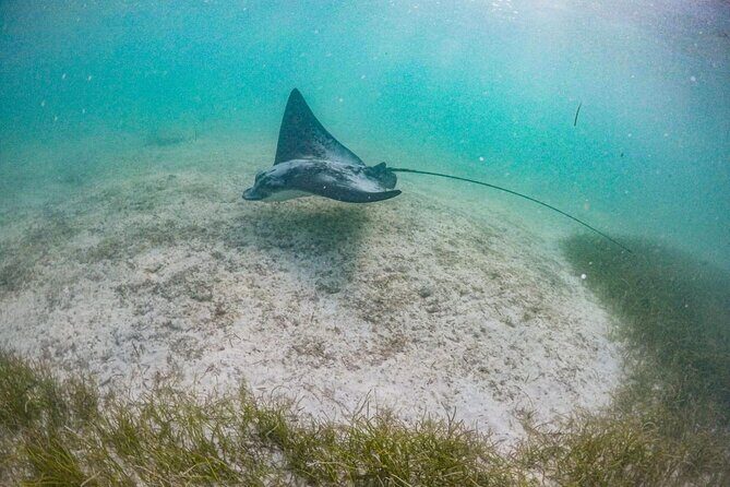 Private Half-day Luxury Experience with Turtles & Majestic Cenote - Luxury Touches That Matter on the Ground