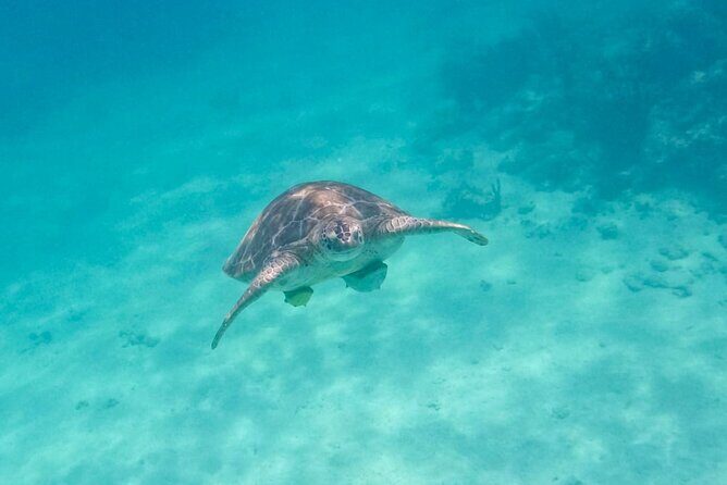 Private Half-day Luxury Experience with Turtles & Majestic Cenote - Price and Value: what $180 really covers, plus the one extra fee
