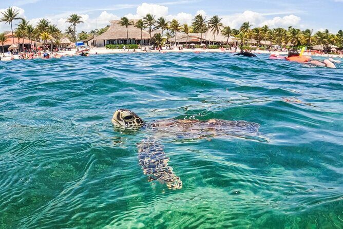 Private Half-day Luxury Experience with Turtles & Majestic Cenote - When This Tour Fits You Best (and when it might not)