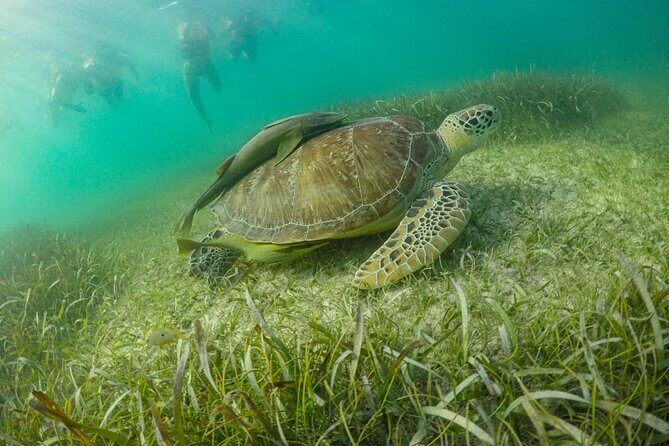 Private Half-day Luxury Experience with Turtles & Majestic Cenote - Maya Adrenaline Cenote: what “underground river” really feels like