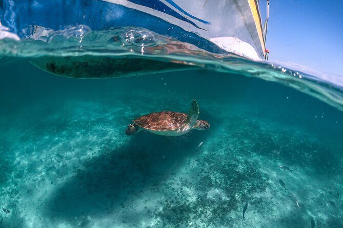 Private Half Day Tour in Cenote Cave and Swimming with Turtles - Pickup and timing: what 7:30 am really means