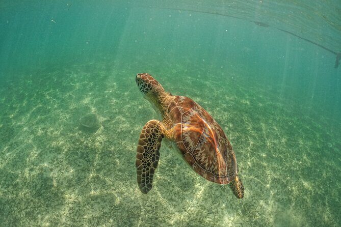 Private Half Day Tour in Cenote Cave and Swimming with Turtles - Private group comfort: up to 4 people, dedicated guidance