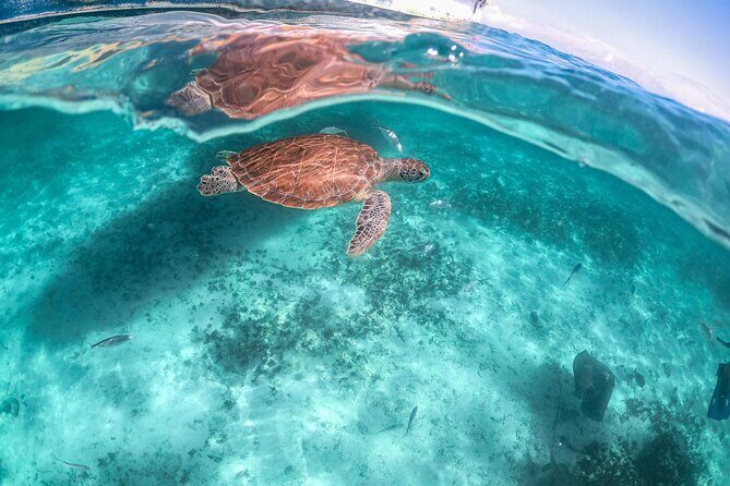 Private Half Day Tour in Cenote Cave and Swimming with Turtles - What to bring: the real packing list for cenote + snorkeling
