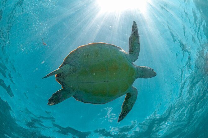 Private Half Day Tour in Cenote Cave and Swimming with Turtles - Price and logistics: deciding if this fits your trip style