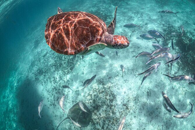 Private Half Day Tour in Cenote Cave and Swimming with Turtles - Should you book this Cenote Nohoch and Akumal turtles tour?