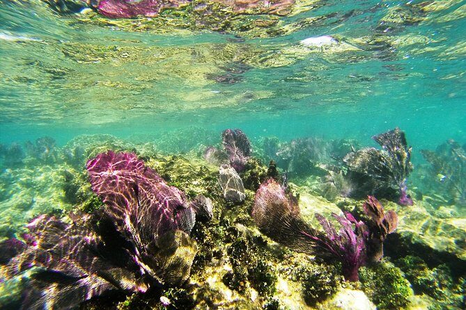 Private Isla Mujeres Adventure & Free Time - Speedboat Transfer: Why the morning start feels worth it