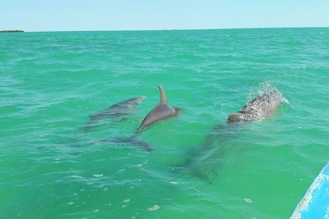 Private Sian Kaan Biosphere Tour - Inside Sian Ka’an: how the wildlife watching usually works