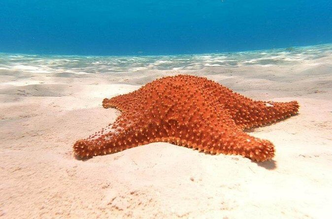 Private snorkeling tour to El Cielo - Palancar Reef (45 minutes): coral and fish when you want classic Cozumel