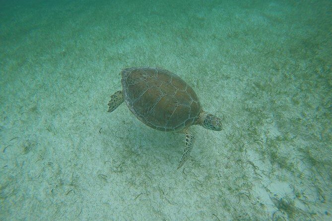 Private Tour: Akumal Marine Turtle Snorkeling and Cenote Adventure - Who should book this private Akumal turtle and Cenote Azul tour