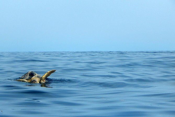 Private Tour: Akumal Marine Turtle Snorkeling and Cenote Adventure - Should you book it? My take on the decision
