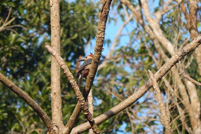 Private Tour: Birdwatching Playa del Carmen - Why 6:00am birding in Sian Ka’an feels different