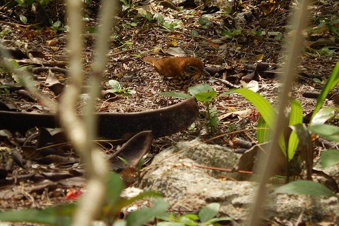 Private Tour: Birdwatching Playa del Carmen - The 4-hour flow: how not to feel rushed