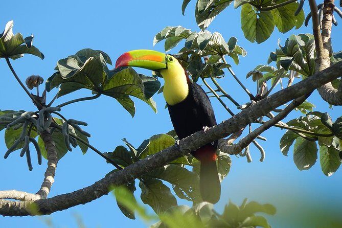 Private Tour: Birdwatching Playa del Carmen - Your guide matters more than you think