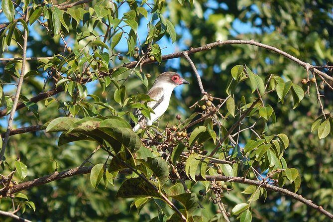 Private Tour: Birdwatching Playa del Carmen - Who will love this tour (and who might hesitate)