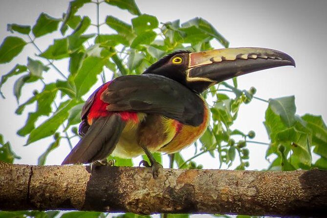 Private Tour: Birdwatching Playa del Carmen - Sian Ka’an Natural Reserve: what you’ll actually do out there