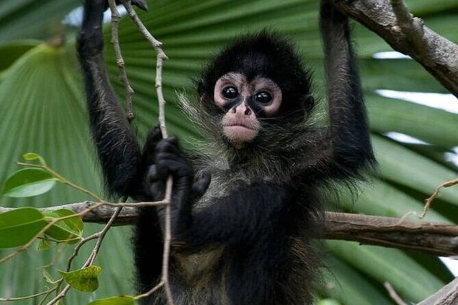 Private Tour Coba Ruin Punta Laguna Monkey Spider Cenote Mayan Village - Key Highlights You Should Know Before You Go